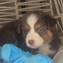Henry - Red tri-color male Aussiedoodle puppy in Lincoln, California from Pasta Puppies Doodles