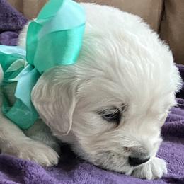 Girl 3 - female Golden Retriever puppy in Clinton, South Carolina from Happy Home English Cream Golden Retriever Breeders of SC