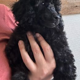 Girl 2 - Black Poodle puppy in Bryan, Texas from JRS Poodles