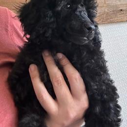 Girl 2 - Black Poodle puppy in Bryan, Texas from JRS Poodles