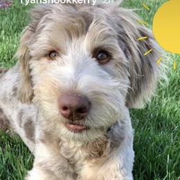 Aussiedoodle All Grown Up from Aspen Mountain Doodles LLC