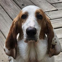 Hope - Basset Hound