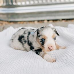 Earth - Blue merle male Miniature Australian Shepherd puppy in Enoch, Utah from Twisted H Aussies