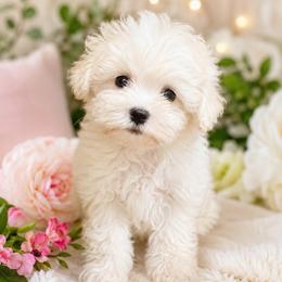 Mimi - Cream female Maltipoo puppy in Chattanooga, Tennessee from Joy-Fur Puppies
