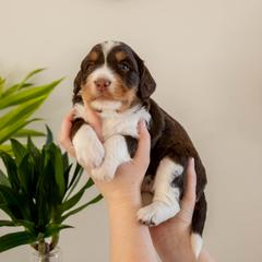 Coconut - female Golden Mountain Doodle puppy in New River, Arizona from Sonoran Standard Doodles
