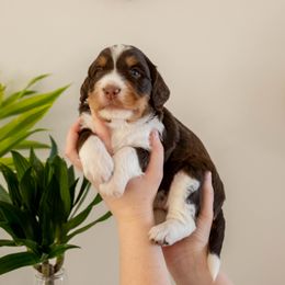 Coconut - female Golden Mountain Doodle puppy in New River, Arizona from Sonoran Standard Doodles
