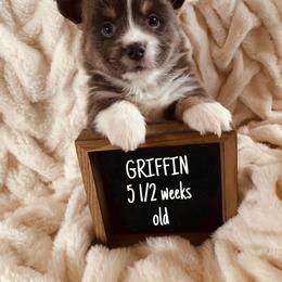 Pembroke Welsh Corgi Puppies from Shabby Chic Corgis