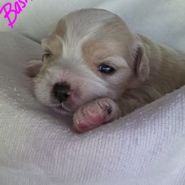 Maltipoo Puppies from Missy's Little Garden
