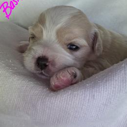 Maltipoo Puppies from Missy's Little Garden