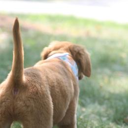 Golden Retriever Puppies from Firestorm Goldens