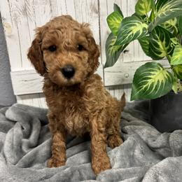 Green Collar Boy 2150 - Apricot male Goldendoodle puppy in Alvin, Texas from JP Southern Doodles