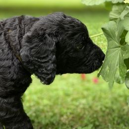 Black Girl -Buttercup - Labradoodle puppy in Canton, North Carolina from Pisgah Creek Doodles