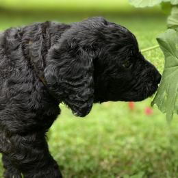 Black Girl -Buttercup - Labradoodle puppy in Canton, North Carolina from Pisgah Creek Doodles