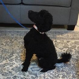 Max - Poodle