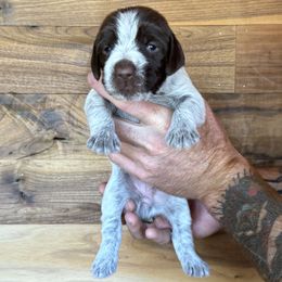 Olive - Brown and gray female Wirehaired Pointing Griffon puppy in Norwood, Colorado from DOGS COUNTRY GRIFFS