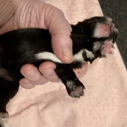 Maltipoo, Morkie, and Yorkipoo Puppies from Danza Bolo