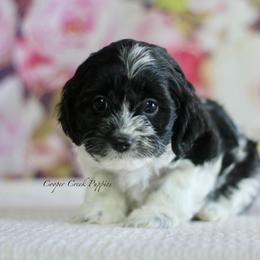Bliss - Black and white female Cockapoo puppy in Lowry City, Missouri from Cooper Creek Puppies
