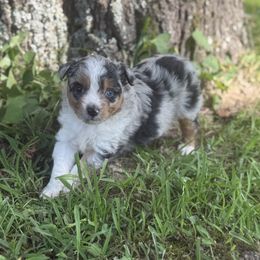 Miniature Australian Shepherd Puppies from Meek's Aussies