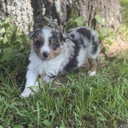 Miniature Australian Shepherd Puppies from Meek's Aussies