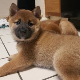 Howl - Red Shiba Inu puppy in Columbus, Ohio from Ka-Shira Shibas