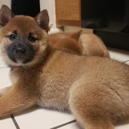 Howl - Red Shiba Inu puppy in Columbus, Ohio from Ka-Shira Shibas