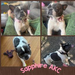 French Bulldog puppies from Felicia's Frenchies