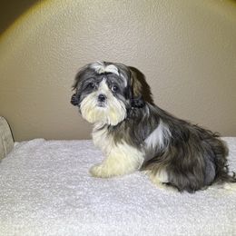 Max - Black gold and white male Shih Tzu puppy in Eastvale, California from Gigi’s Shih tzu