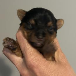 Girl 2 - Blue and gold female Yorkshire Terrier puppy in Hot Springs, Arkansas from Weslynn Kennels