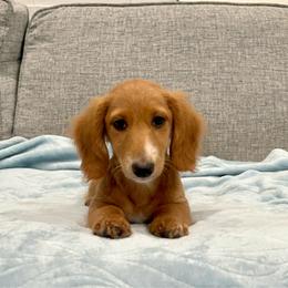 Taffy - Cream female Dachshund puppy in Gainesville, Texas from Diamond B Doxies