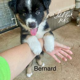 Bernard - Black tri male Miniature American Shepherd puppy in Eclectic, Alabama from Solid Rock Miniature American Shepherds