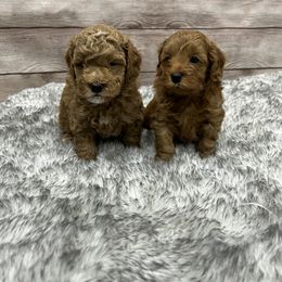 Maltipoo Puppies from Jessica's Maltipoos