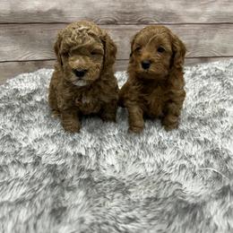Maltipoo Puppies from Jessica's Maltipoos