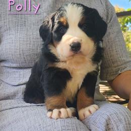 Polly - Black rust and white female Bernese Mountain Dog puppy in Auburn, Indiana from Swamp Creek Berners