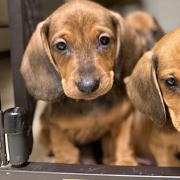 Dachshunds from Hotdawgz standard AKC dachshunds