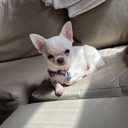 Charming - Cream male Chihuahua puppy in Waxhaw, North Carolina from East Coast Bull Terriers N Chihuahuas