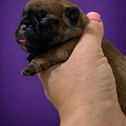 Adaline - Fawn and white female French Bulldog puppy in Spanaway, Washington from Beloved Frenchies