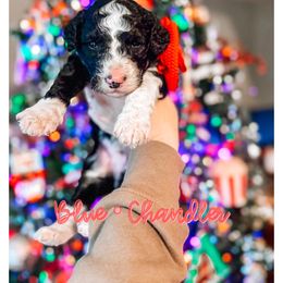 Chandler - Black and white male Sheepadoodle puppy in Republic, Missouri from DOOD & Co