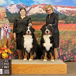 Bernese Mountain Dog All Grown Up from Carma Que’s Bernese Mountain Dogs
