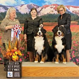 Bernese Mountain Dog All Grown Up from Carma Que’s Bernese Mountain Dogs