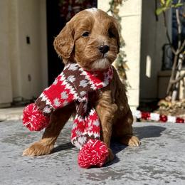 Boy 2 - Apricot male Goldendoodle puppy in San Diego, California from Goldendoodles & Poodles of San Diego