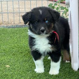 Red collar - Black tri-color female Australian Shepherd puppy in Buckeye, Arizona from Wranglin Farms