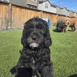 Midnight White - Black female Labradoodle puppy in Commerce City, Colorado from Playful Paws Labradoodles