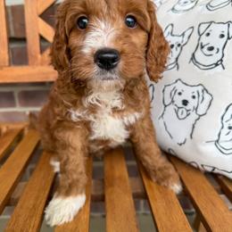 Orion - Red  male Goldendoodle puppy in Sunman, Indiana from Brunsman Country Doodles LLC