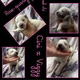 ROSE-QUARTZ Girl - White female German Shepherd puppy in Apache Junction, Arizona from CS Vista Farms