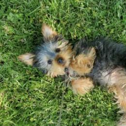 Yorkshire Terriers from Kevin Bond's Yorkshire Terriers