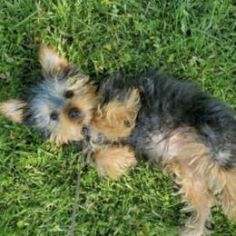 Yorkshire Terriers from Kevin Bond's Yorkshire Terriers