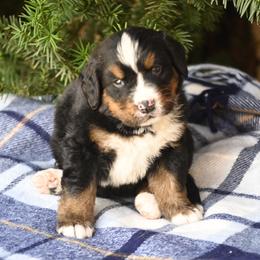 Boy 3 - Tri-color male Bernese Mountain Dog puppy in Loveland, Colorado from Grateful Bernese & Gage's Goldens