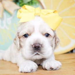 Emma - Buff and white female Cocker Spaniel puppy in Rattan, Oklahoma from Double M Cocker Spaniels