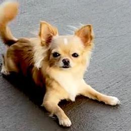 Chihuahuas from Mystic Angels Chihuahuas