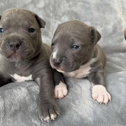 Blue Male - Blue male American Pit Bull Terrier puppy in Nine Mile Falls, Washington from Bartin Kennels